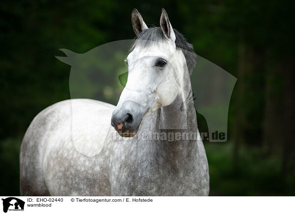 Warmblut / warmblood / EHO-02440