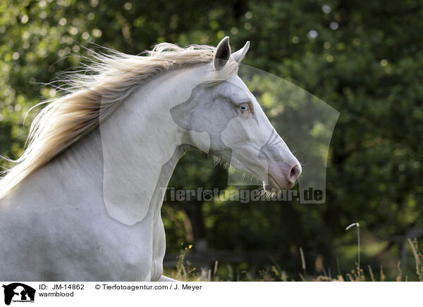 Warmblut / warmblood / JM-14862