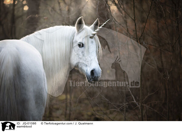 Warmblut / warmblood / JQ-01086