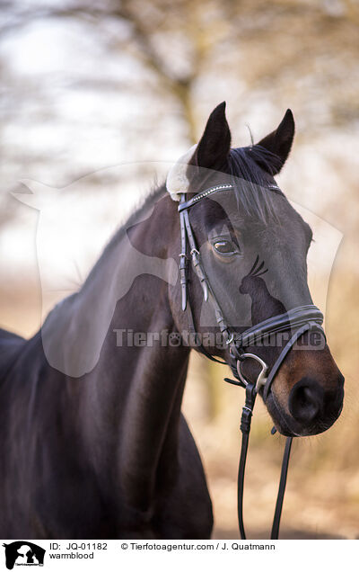 warmblood / JQ-01182