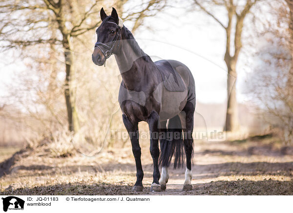 warmblood / JQ-01183