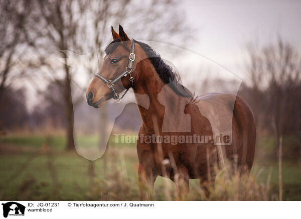 warmblood / JQ-01231