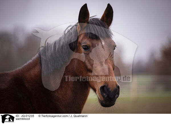 warmblood / JQ-01235