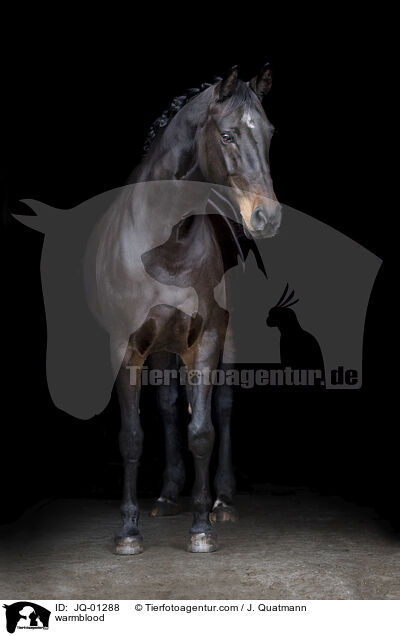warmblood / JQ-01288