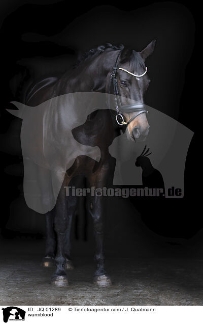 warmblood / JQ-01289