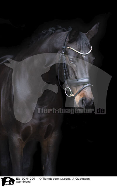 warmblood / JQ-01290