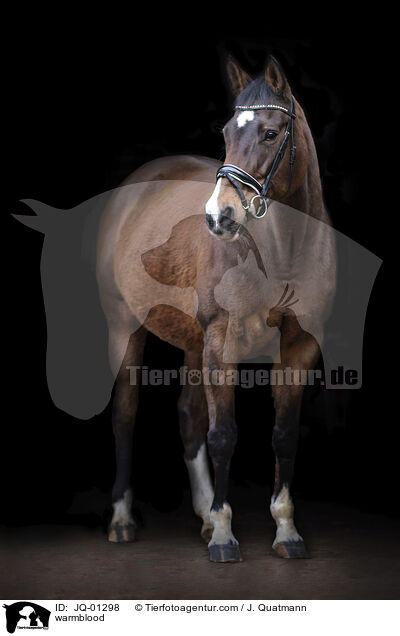 warmblood / JQ-01298