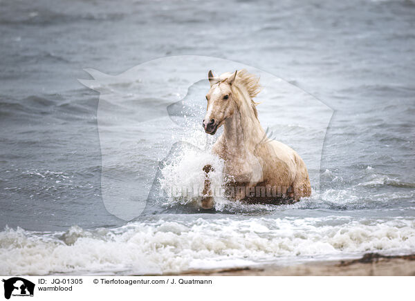 Warmblut / warmblood / JQ-01305