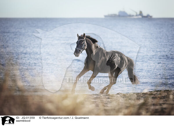 warmblood / JQ-01359