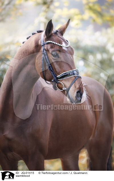 Warmblut / warmblood / JQ-01415