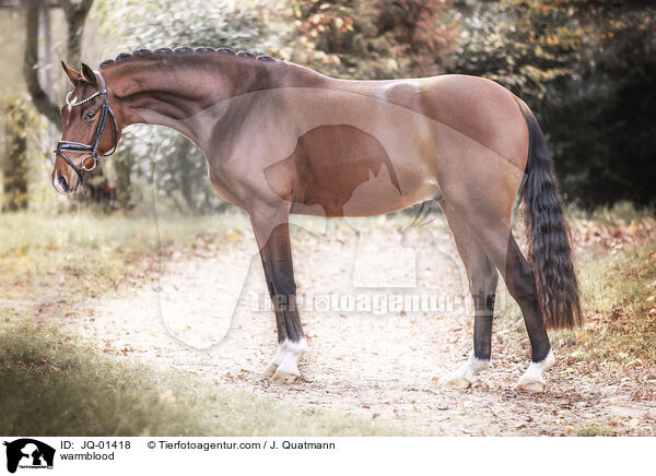 warmblood / JQ-01418