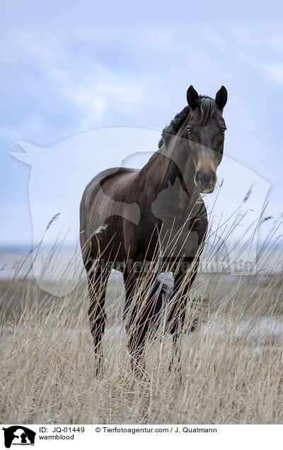 warmblood / JQ-01449