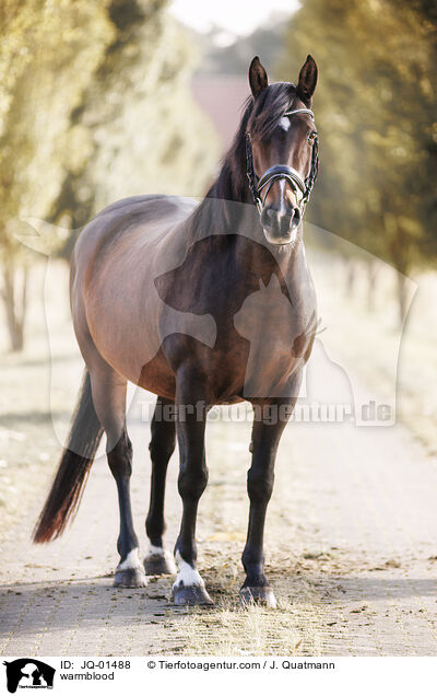 Warmblut / warmblood / JQ-01488