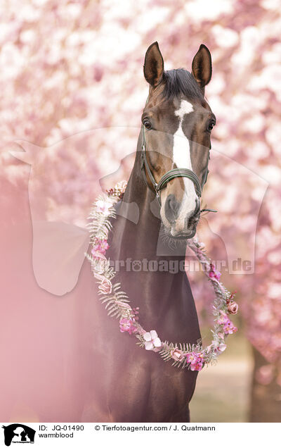 Warmblut / warmblood / JQ-01490