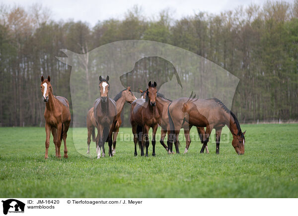 Warmblter / warmbloods / JM-16420