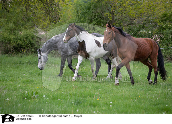 warmbloods / JM-16539
