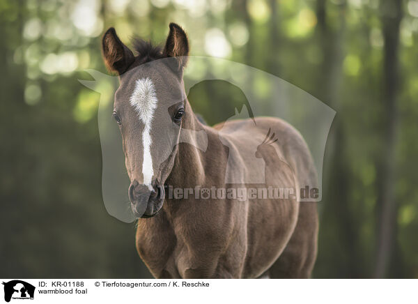 warmblood foal / KR-01188