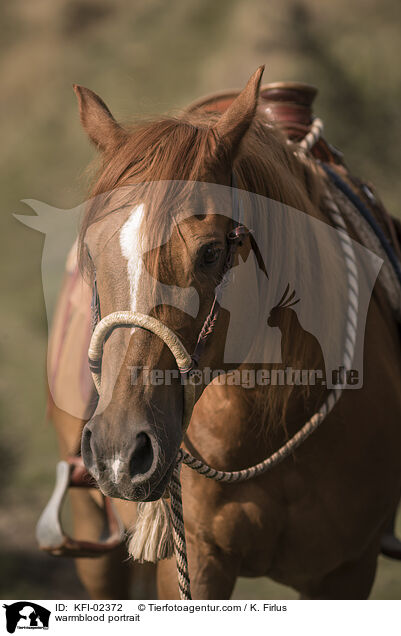 Warmblut Portrait / warmblood portrait / KFI-02372
