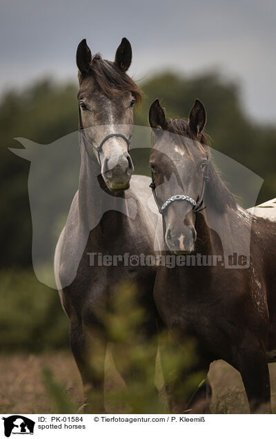 Tigerschecken / spotted horses / PK-01584