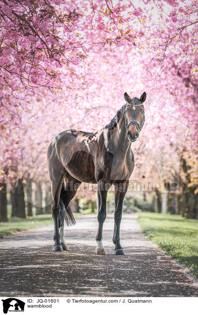 Warmblut / warmblood / JQ-01601