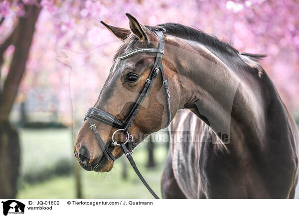 Warmblut / warmblood / JQ-01602