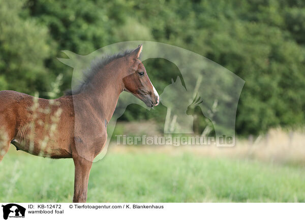 Warmblut Fohlen / warmblood foal / KB-12472
