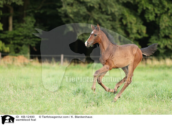 Warmblut Fohlen / warmblood foal / KB-12480