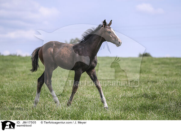 Warmblut / warmblood / JM-17505