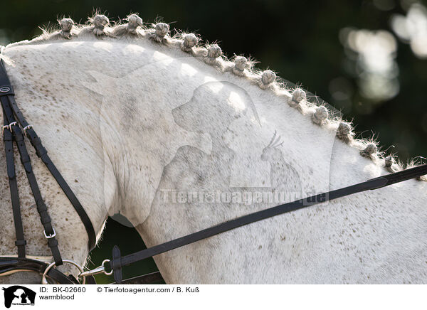 Warmblut / warmblood / BK-02660