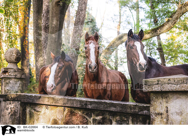 Warmblter / warmbloods / BK-02664