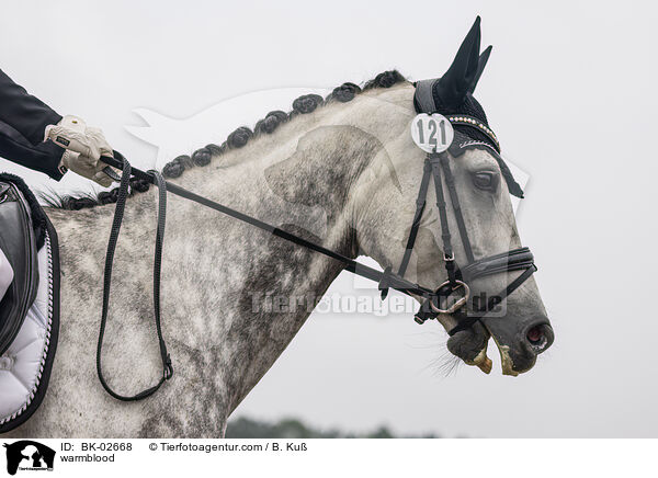 Warmblut / warmblood / BK-02668