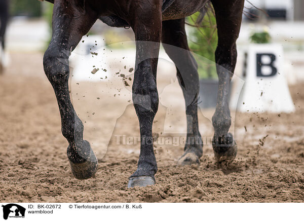 Warmblut / warmblood / BK-02672