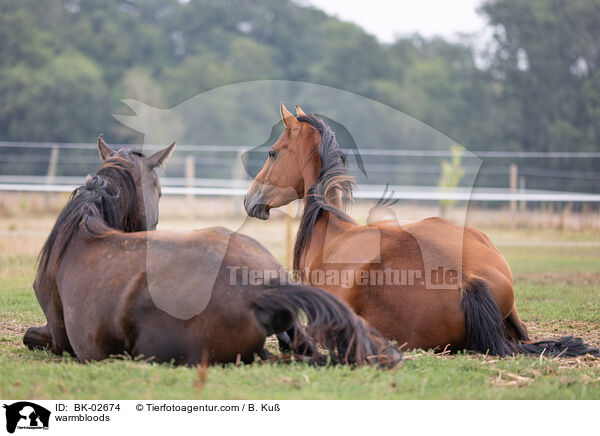 warmbloods / BK-02674