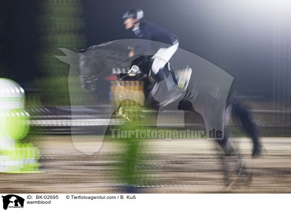 Warmblut / warmblood / BK-02695