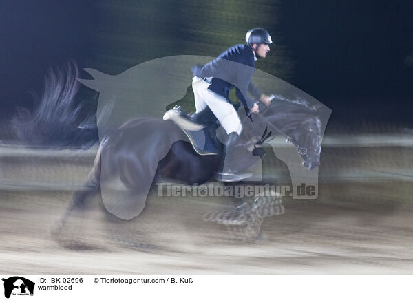 Warmblut / warmblood / BK-02696