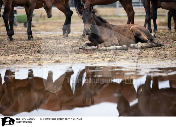 warmbloods / BK-02699
