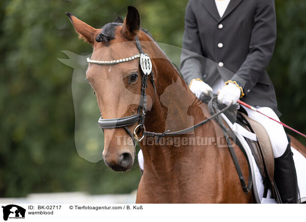 warmblood / BK-02717