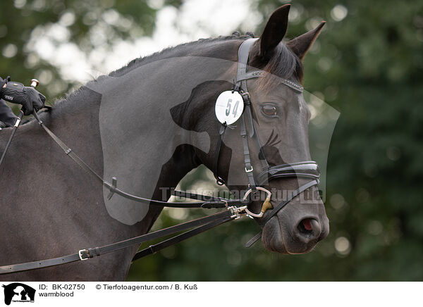 Warmblut / warmblood / BK-02750