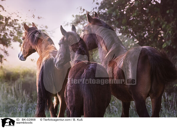Warmblter / warmbloods / BK-02868
