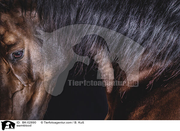 Warmblut / warmblood / BK-02890