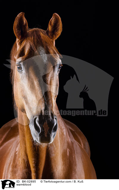 Warmblut / warmblood / BK-02895