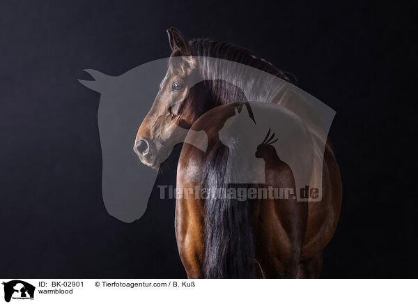 Warmblut / warmblood / BK-02901