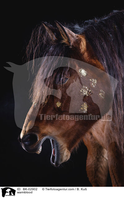Warmblut / warmblood / BK-02902