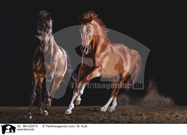 Warmblter / warmbloods / BK-02915