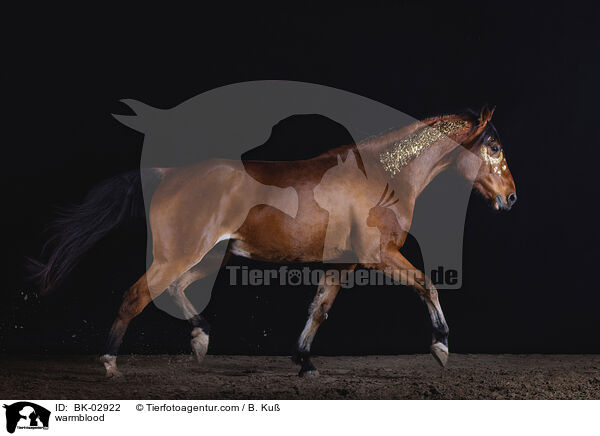 Warmblut / warmblood / BK-02922