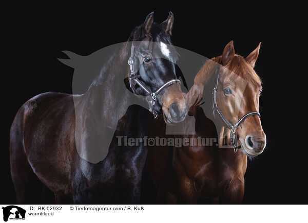 Warmblut / warmblood / BK-02932