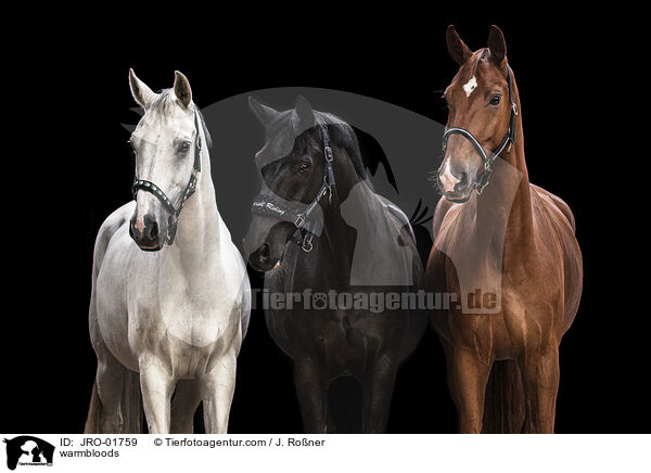 Warmblter / warmbloods / JRO-01759