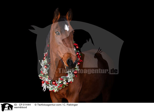 Warmblut / warmblood / CF-01444