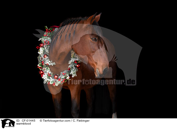 Warmblut / warmblood / CF-01445