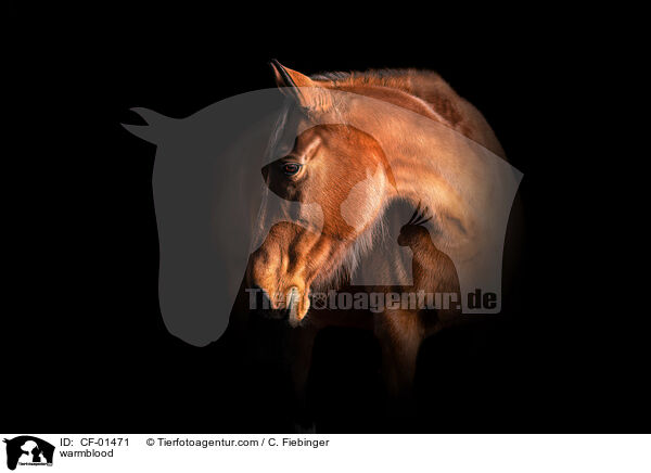 warmblood / CF-01471